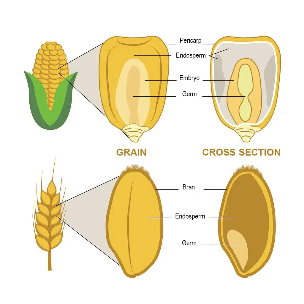 Components of a grain of wheat and maize